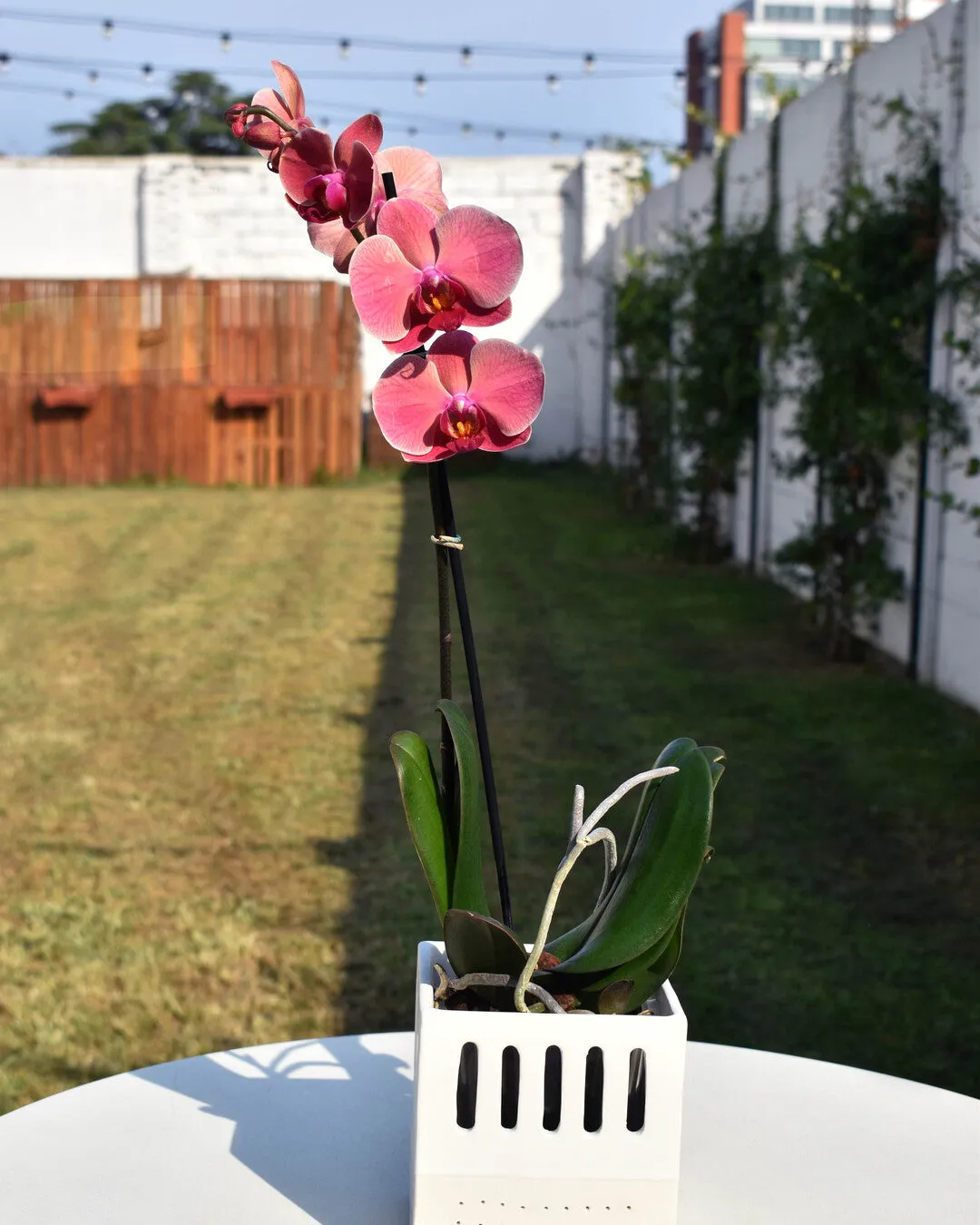 Breathable perforated ceramic Orchid pot