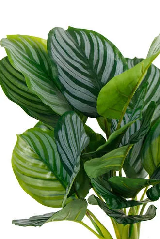 Calathea Orbifolia Leaf Bush