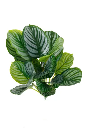 Calathea Orbifolia Leaf Bush